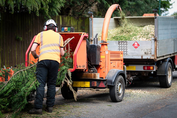 Trusted New Baltimore, OH Tree Removal Experts